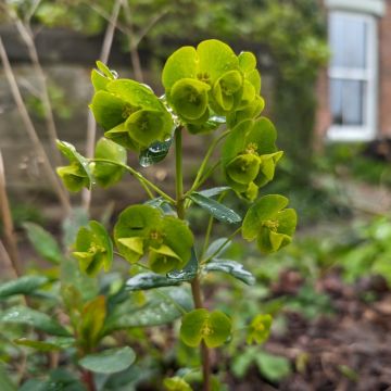 Euforbia o Euphorbia amygdaloïdes var. robbiae