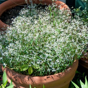 Euforbia o Euphorbia Diamond Frost®