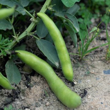 Fava d'Aguadulce