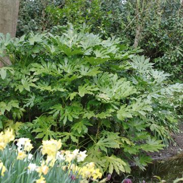Fatsia japonica o Aralia sieboldii
