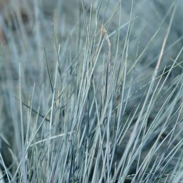 Festuca blu o Festica glauca Intense Blue