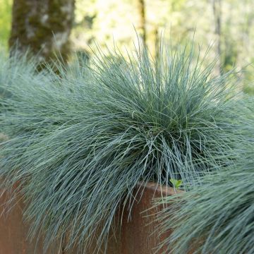 Festuca blu o Festica glauca