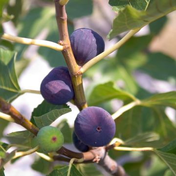 Fico Noire de Caromb