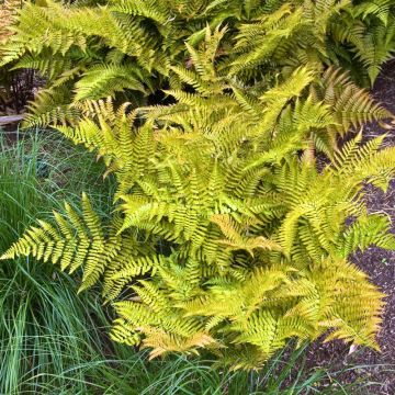 Felce Dryopteris erythrosora o Felce giapponese sempreverde