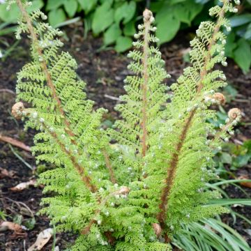 Felce Polystichum setiferum o Felce setifera
