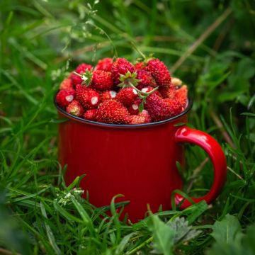 Fragola di bosco