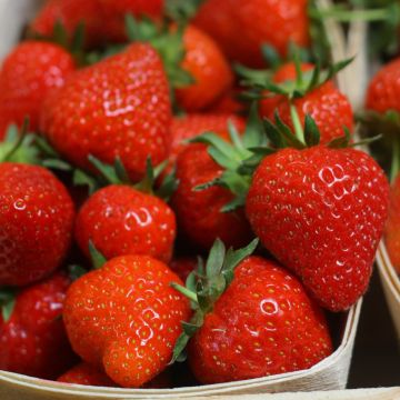 Fragola MAESTRO ® cov 89.98.1 Fragola MAESTRO ® cov 89.98.1