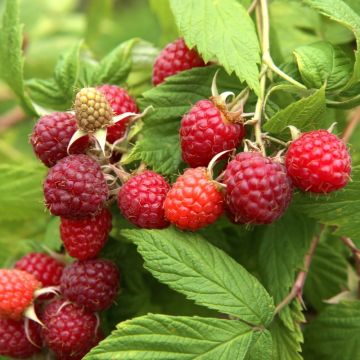 Lamponi Zeva (rifiorente)