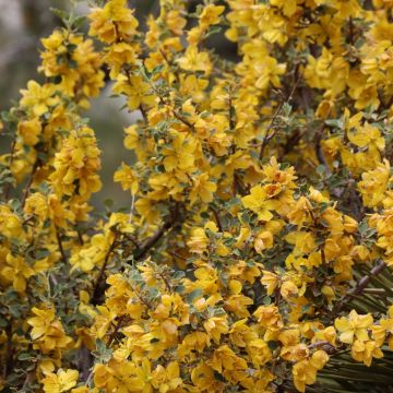 Fremontodendron californicum