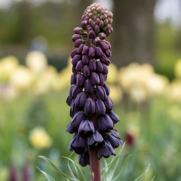 Fritillaria Persica – Fritillaria di Persia
