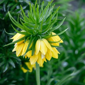 Corona Imperiale Lutea