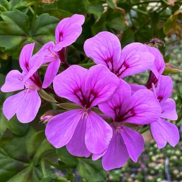 Geranio edera HAPPY FACE Amethyst