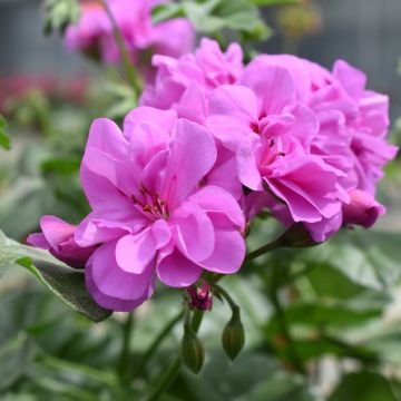 Geranio Edera doppio AMETHYST Fisdel