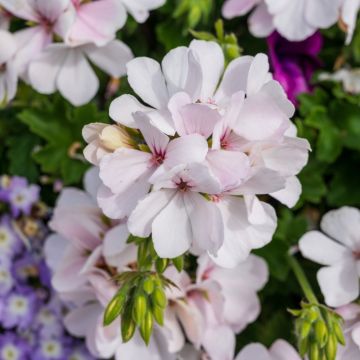 Geranio Edera doppio BLANCHE ROCHE Guitoublanc