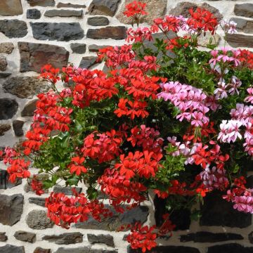 Geranio Edera semplice Re dei Balconi Rosso