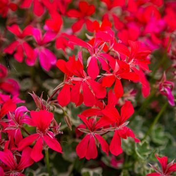 Geranio edera RAINBOW Red
