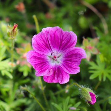 Geranio perenne Sanguigno Elke