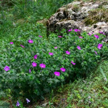 Geranio vivace sanguigno o Geranium Sanguineum