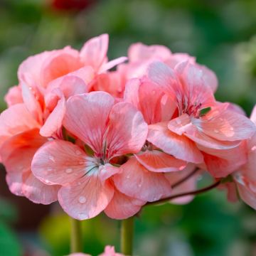 Geranio zonale semidoppio SCHÖNE HELENA Fiselena