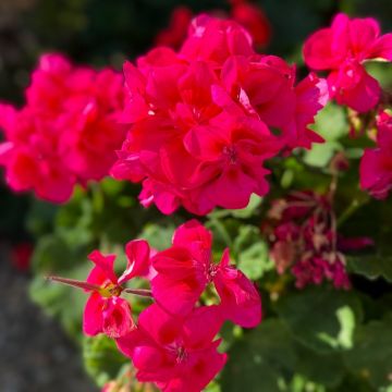 Geranio zonale semidoppio TANGO ® NEON PURPLE Fistaneon