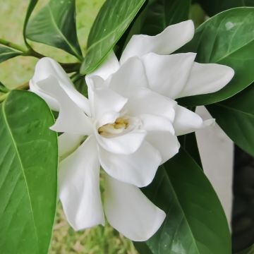 Gardenia Celestial Star