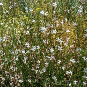 Gaura Snowstorm - Fior di orchidea
