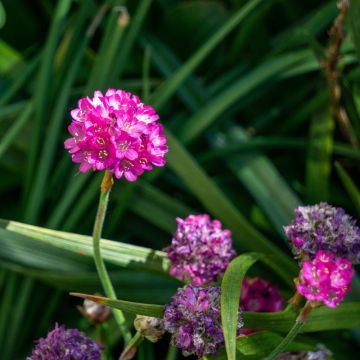 Armeria maritima Splendens - Gazon d'Espagne