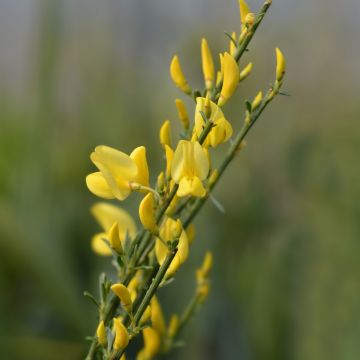 Citiso o Cytisus precoce Allgold