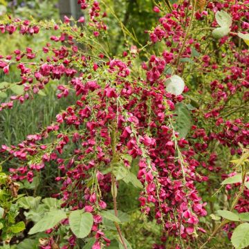 Ginestra dei carbonai o Citiso scopario Ruby