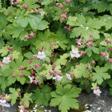 Geranio perenne o Geranium cantabrigiense Biokovo