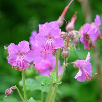 Geranio perenne Bevan's Variety