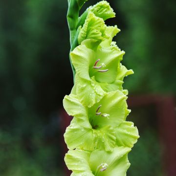 Gladiolo Green Star