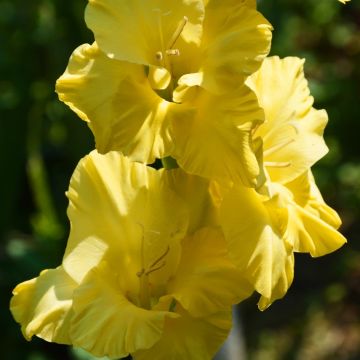 Gladiolo Morning Gold