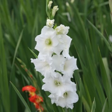 Gladiolo White Prosperity