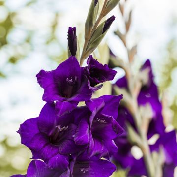 Gladiolo Deep Purple