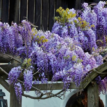 Glicine o Wisteria venusta GRANDE DIVA® Barbara