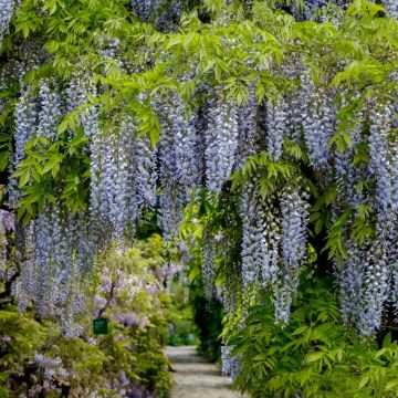 Glicine del Giappone o Wisteria floribunda Domino