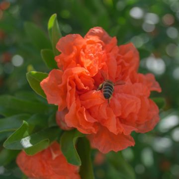 Melograno da fiore Maxima Rubra