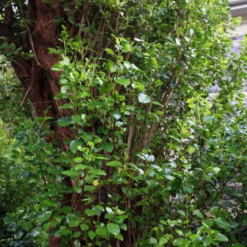 Griselinia Emerald
