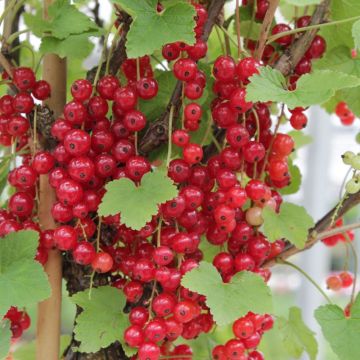 Ribes a grappoli Rosso Rovada