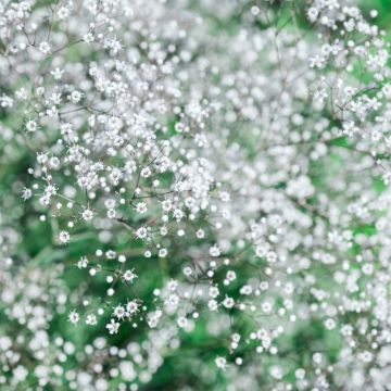 Velo da sposa - Gypsophila paniculata Bristol Fairy