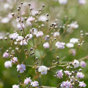 Velo della sposa - Gypsophila paniculata Flamingo