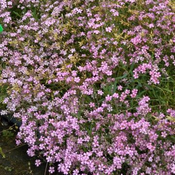 Gypsophila repens Rosea