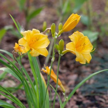 Hemerocallis nana Stella de Oro
