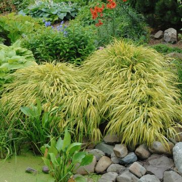 Graminacea o Hakonechloa Aureola