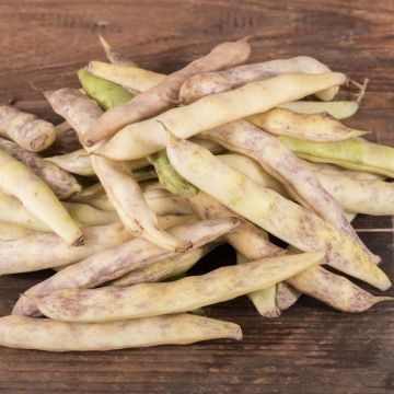 Fagiolo nano Cocagne Type Paimpolais Fagiolo nano Cocagne Type Paimpolais