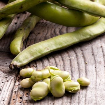 Fagiolo nano Flavert