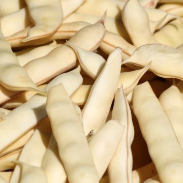 Fagiolo nano da sgranare Michelet a baccello lungo Fagiolo nano da sgranare Michelet a baccello lungo