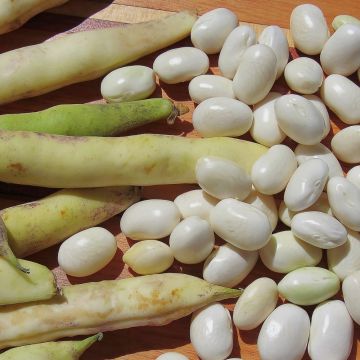 Fagiolo nano da sgranare Mogex