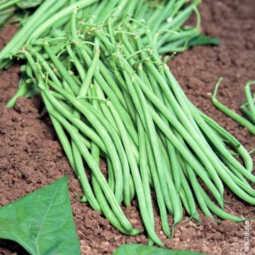 Fagiolo nano mangiatutto a filetto Fleuret